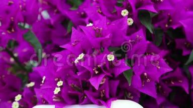 紫花和节能灯泡.
